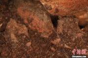八字事业江西发现蜘蛛新物种 为研究呵叻蛛属适应区域提供依据